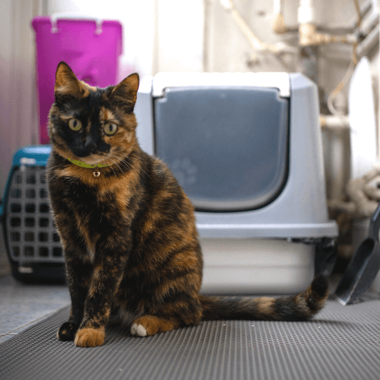 How to Keep Baby Out of Litter Box Door Buddy