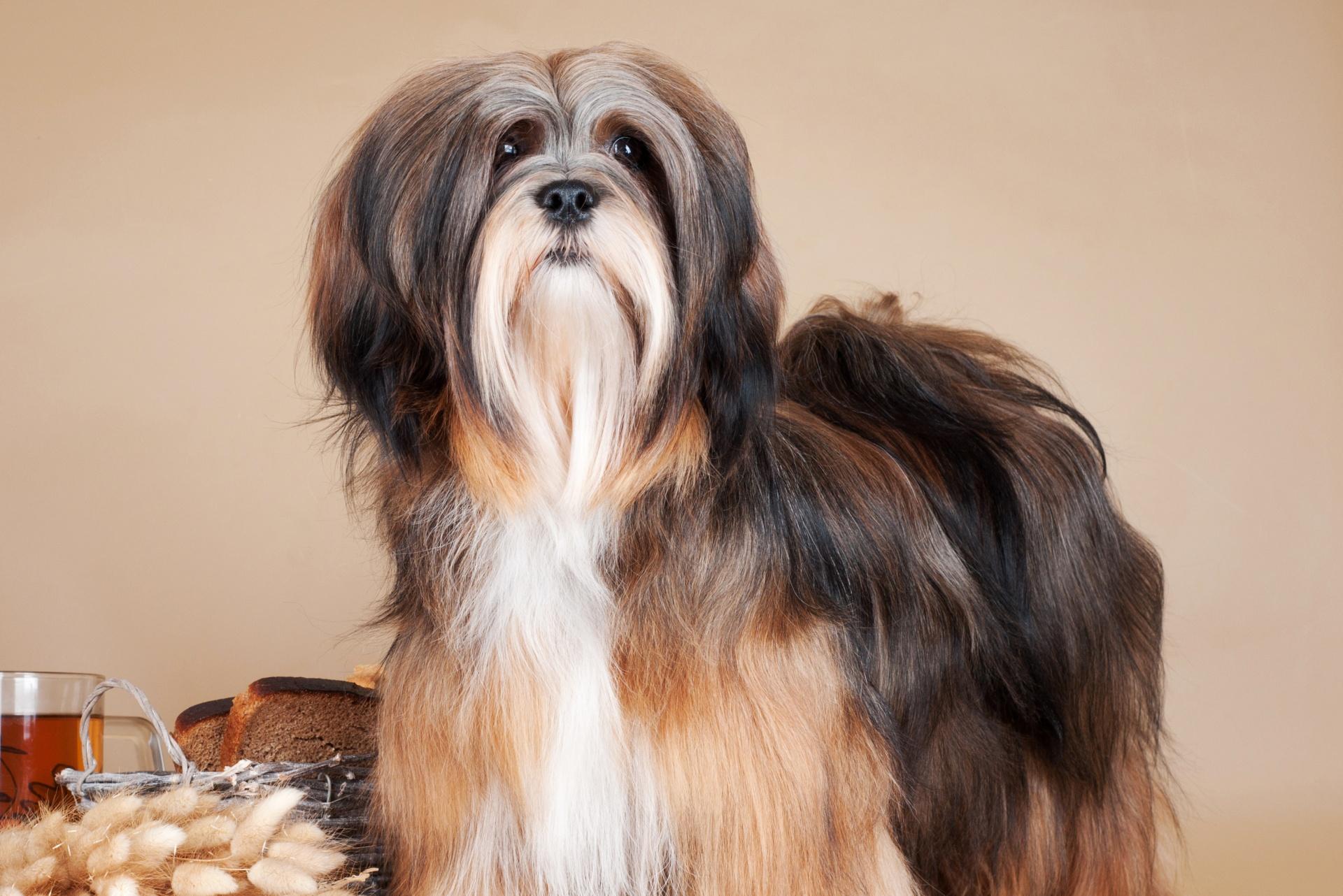 Lhasa Apso Dog
