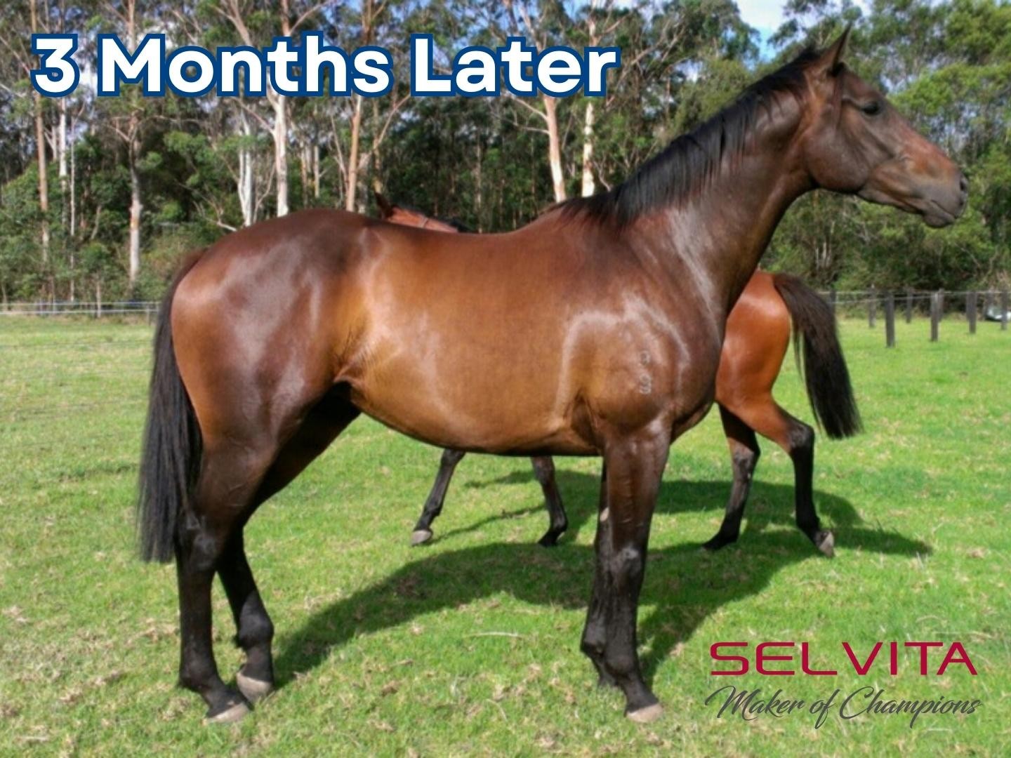 Selvita Equine 3 months later