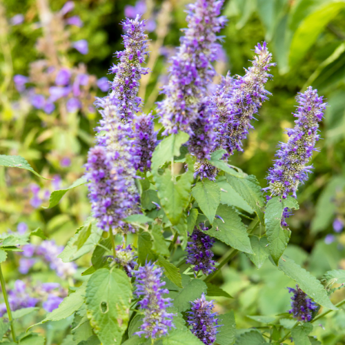 Patchouli flowers