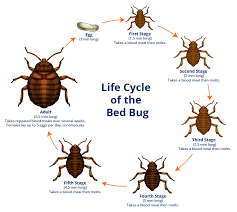 life cycle of the bed bugs