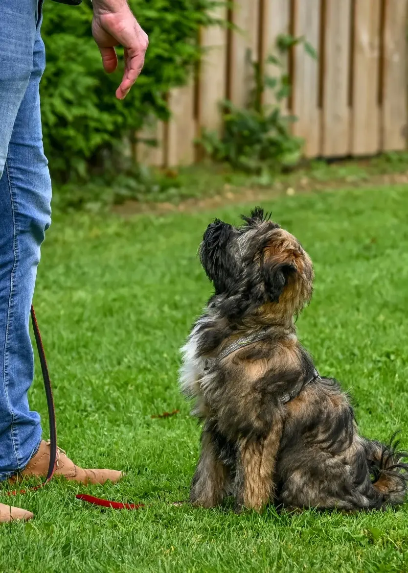 Australian shepherd dog licking a person's hand, indicating a playful interaction during potty training.