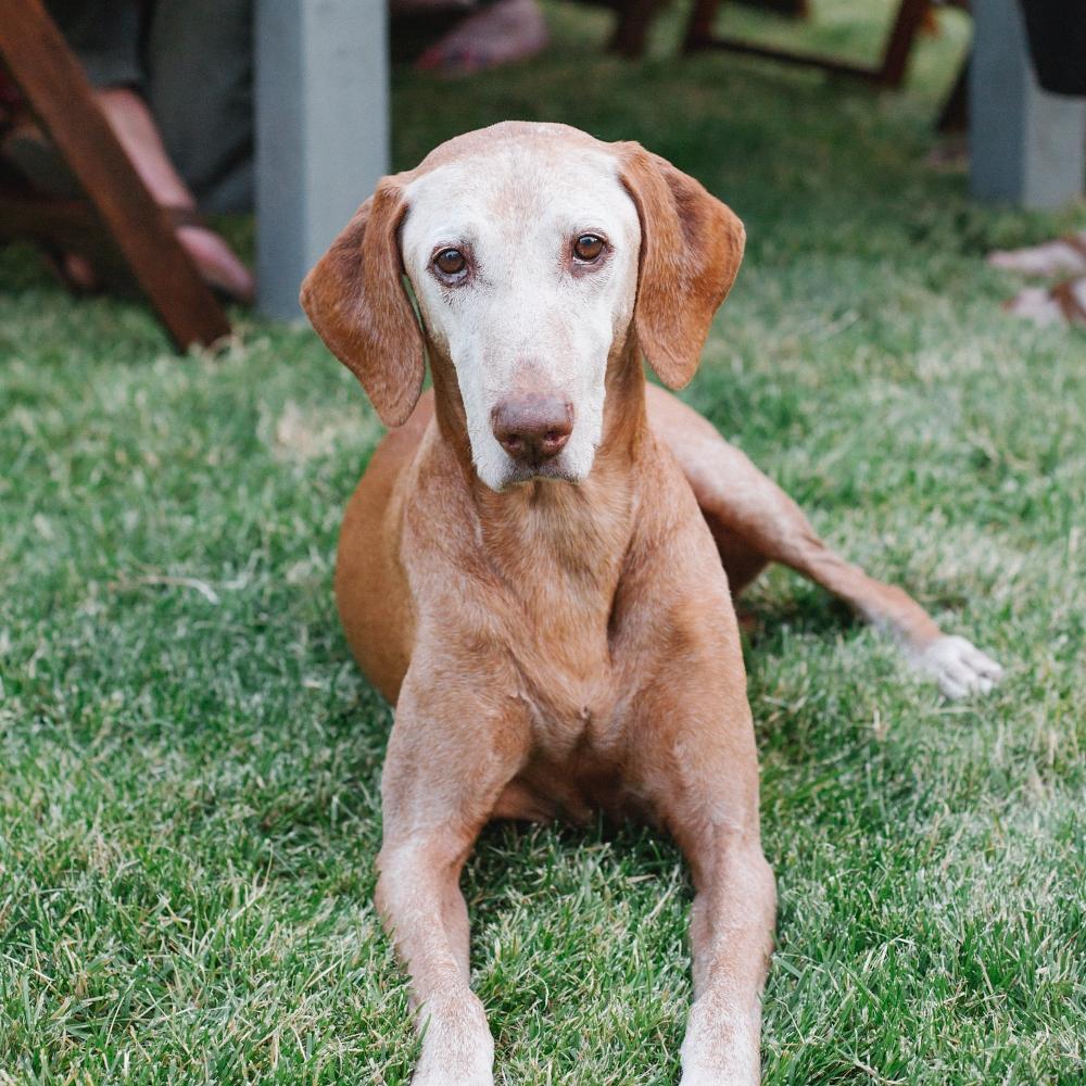Dog lying on the grass in a garden, people sitting at a table.