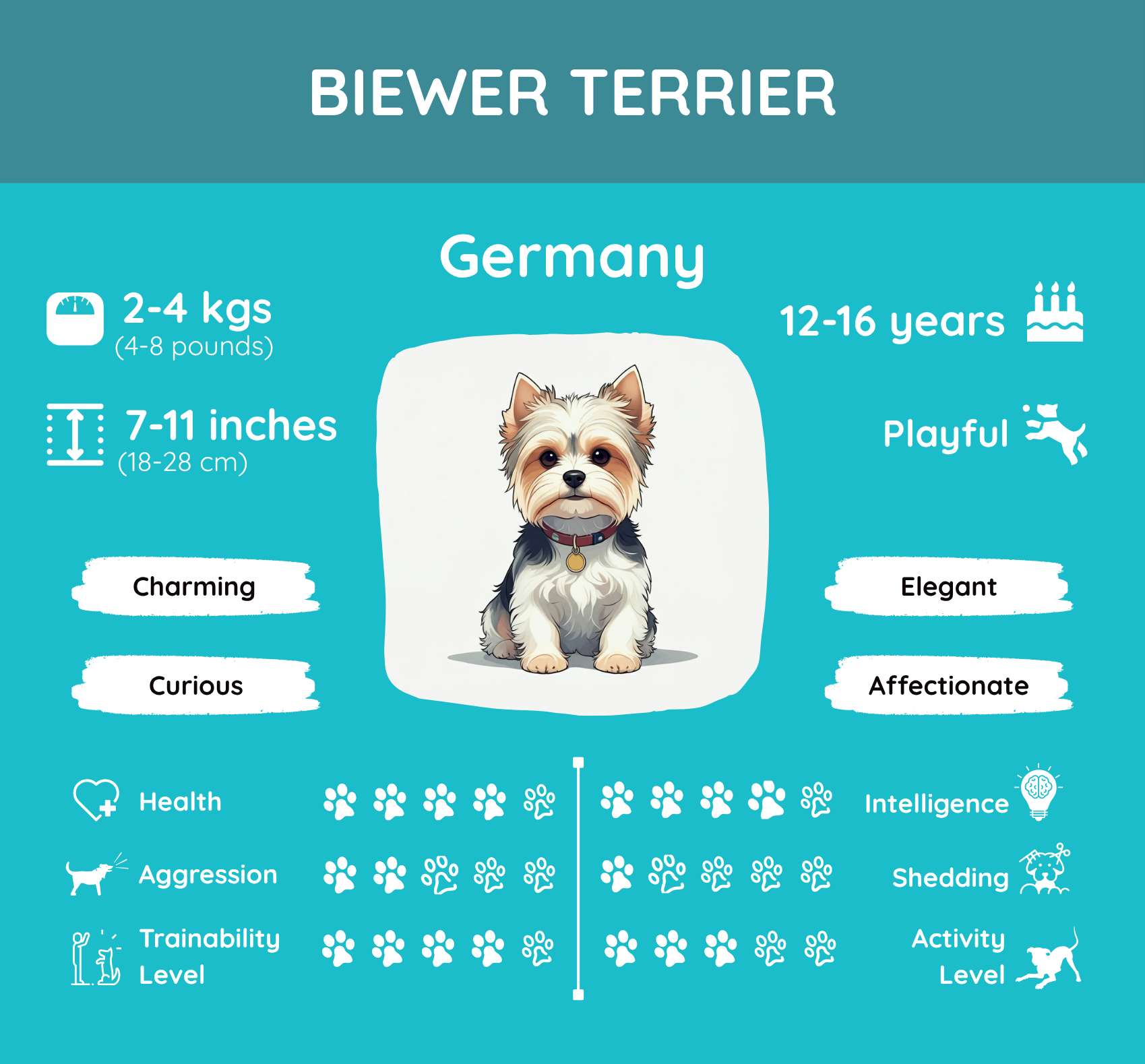 Characteristics of the Biewer Terrier Dog Breed in one image