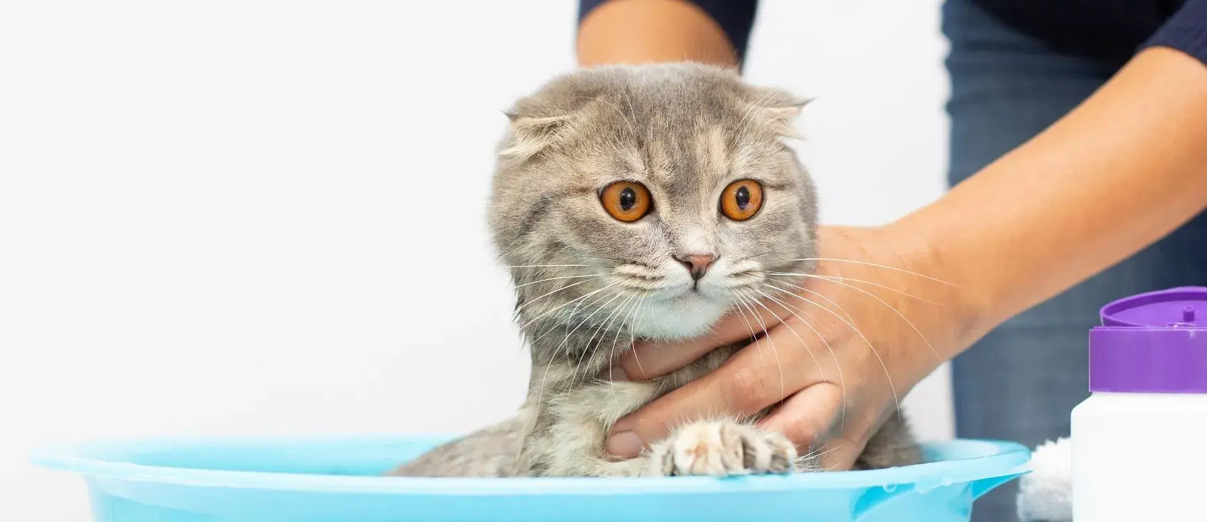 A cat sitting in a small basin being hand-bathed with pet-safe shampoo