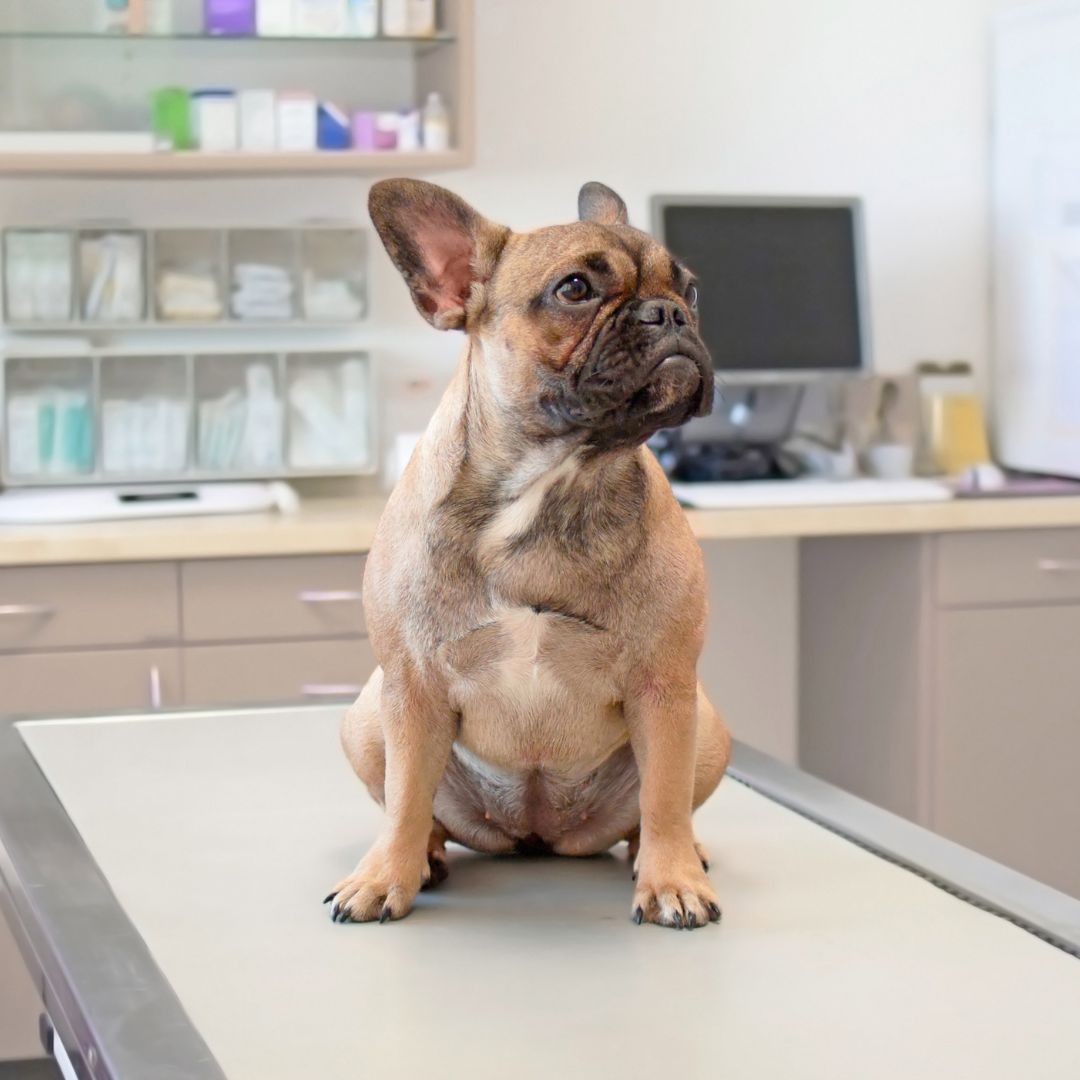 Frenchie at vet clinic