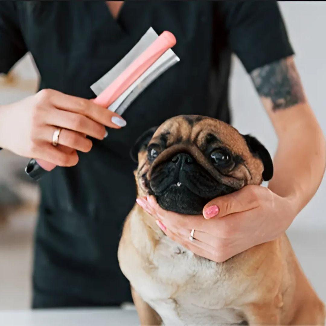 Pug hair brushing