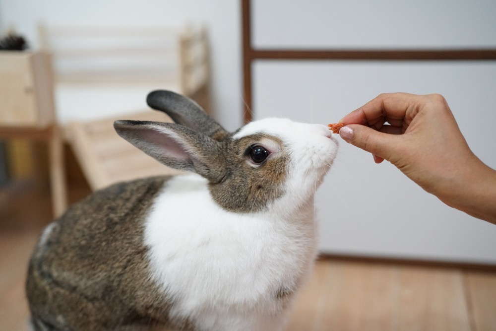 feeding a rabbit