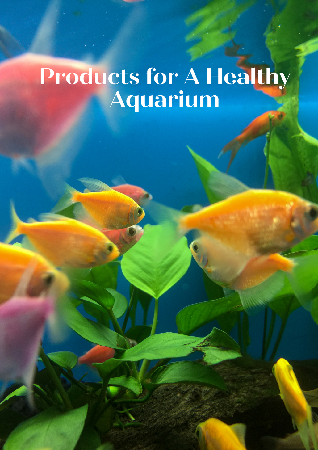 Healthy Aquarium Products