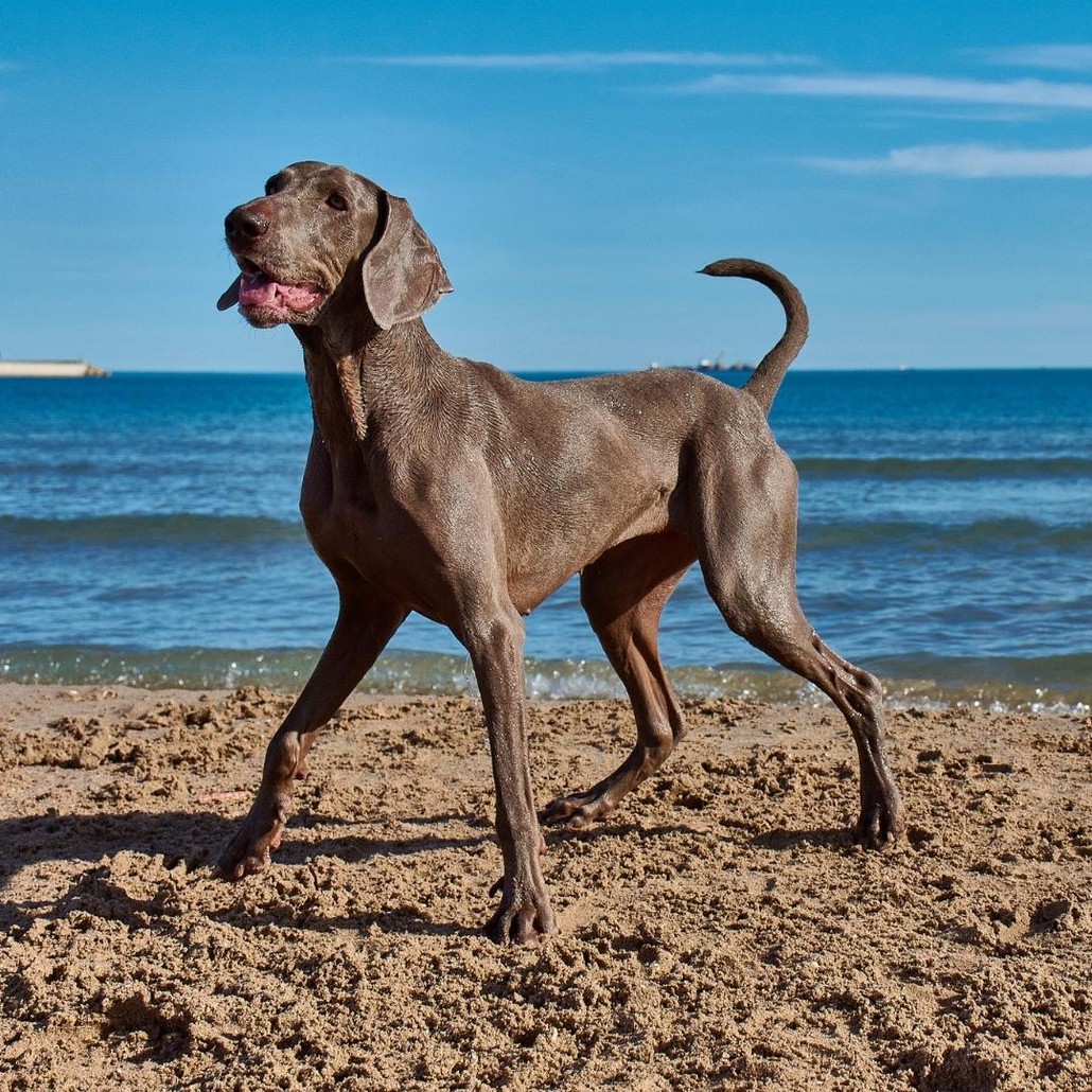 Brown dog standing by the shore