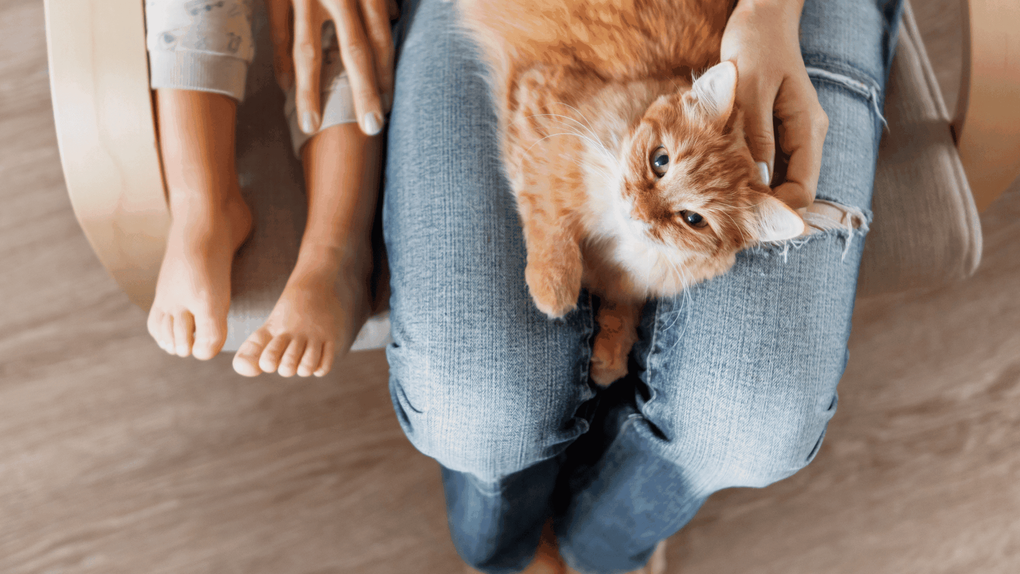 How To Get Cat to Trust You in 5 Steps - Cover Photo