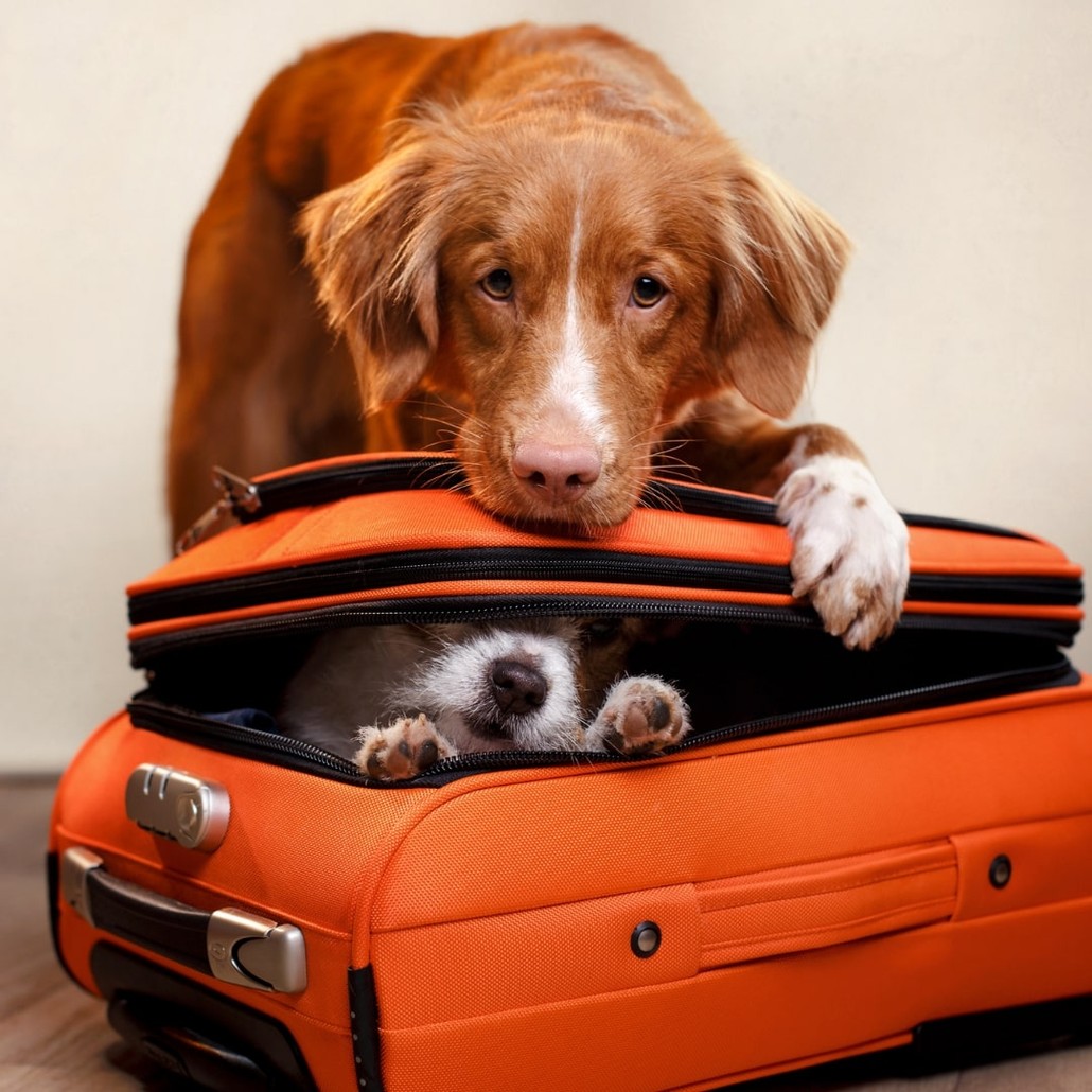 Dogs playing around a travel bag