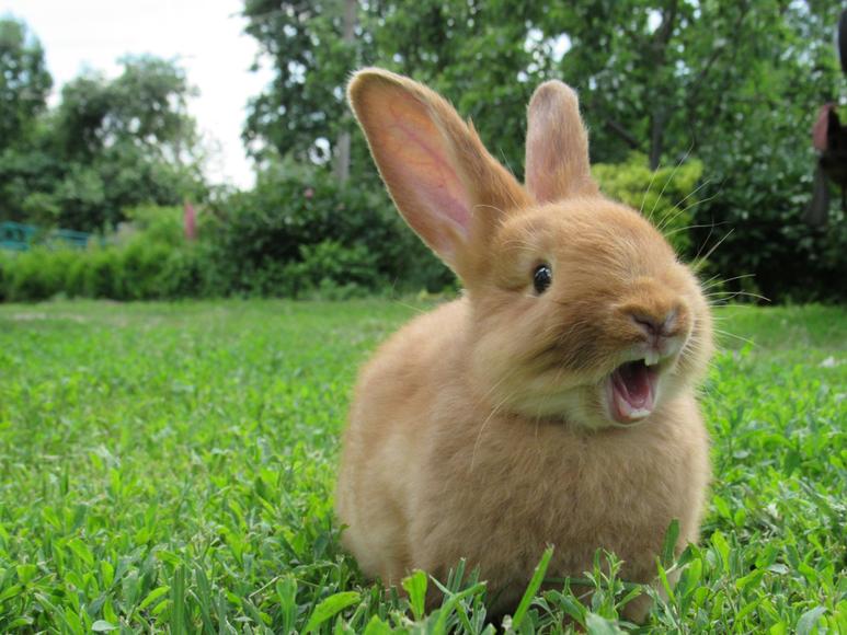 Why Your Rabbit Chews On Everything