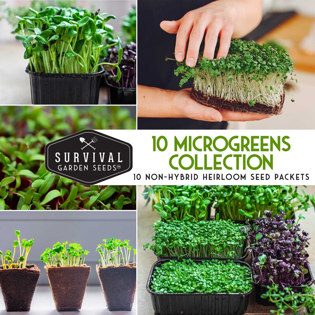 10 microgreens collection