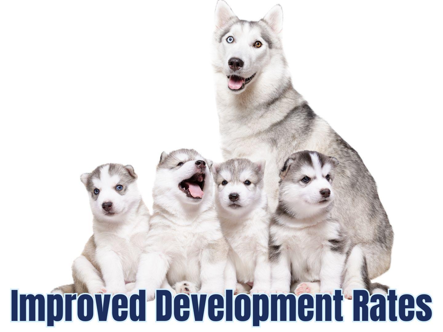 Selvita Canine Development Rates