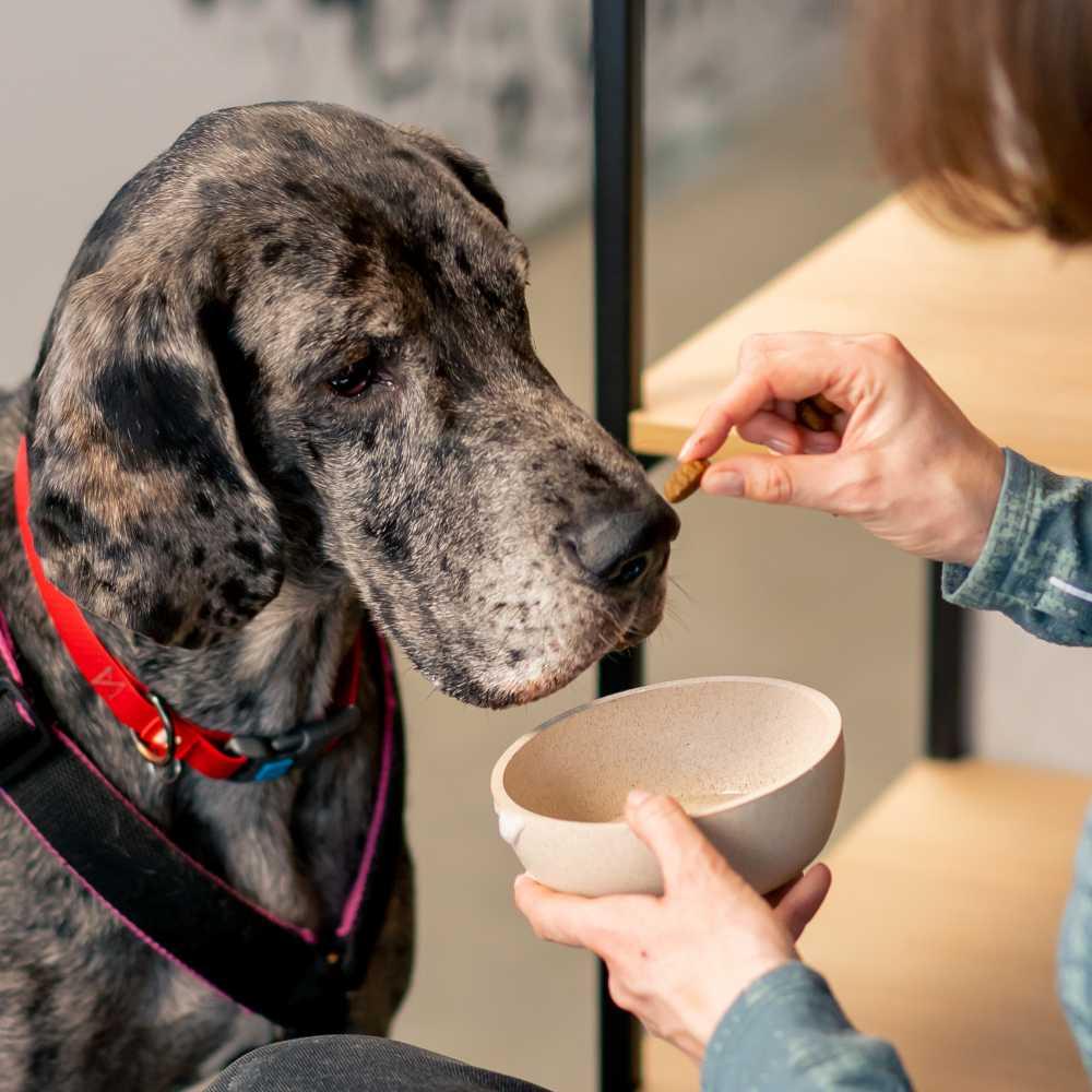 A Great Dane stay and begs for food from a girl the girl stretches out her hands to the dog to feed him