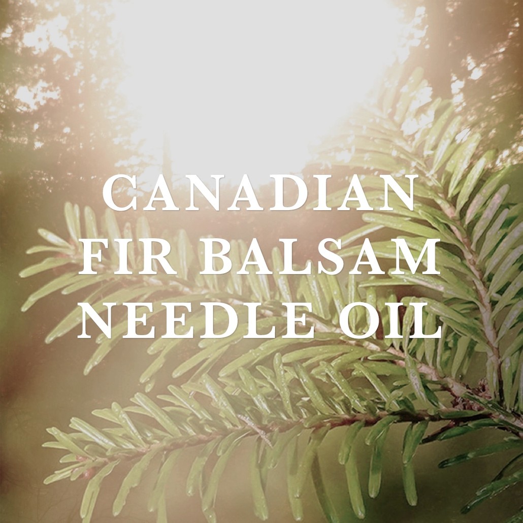 Canadian Fir Balsam Needle Oil