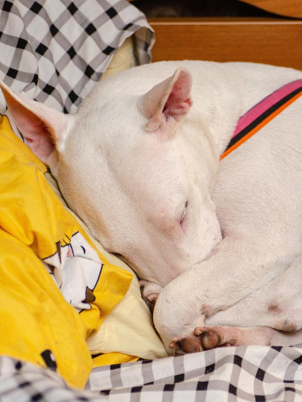 Miniature Bull Terrier sleeping on the bed in the room.