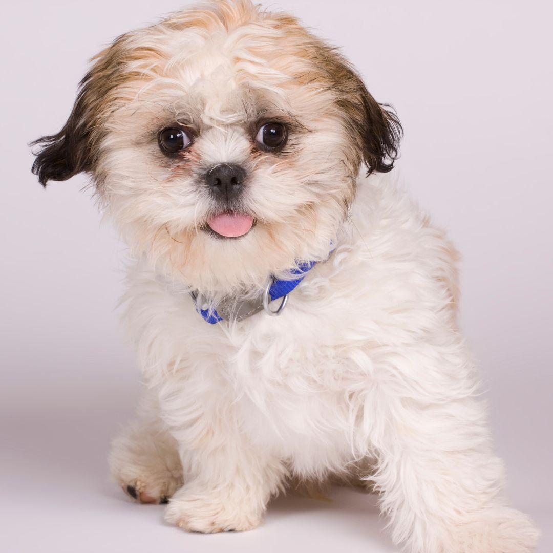 Shih Chon Puppy