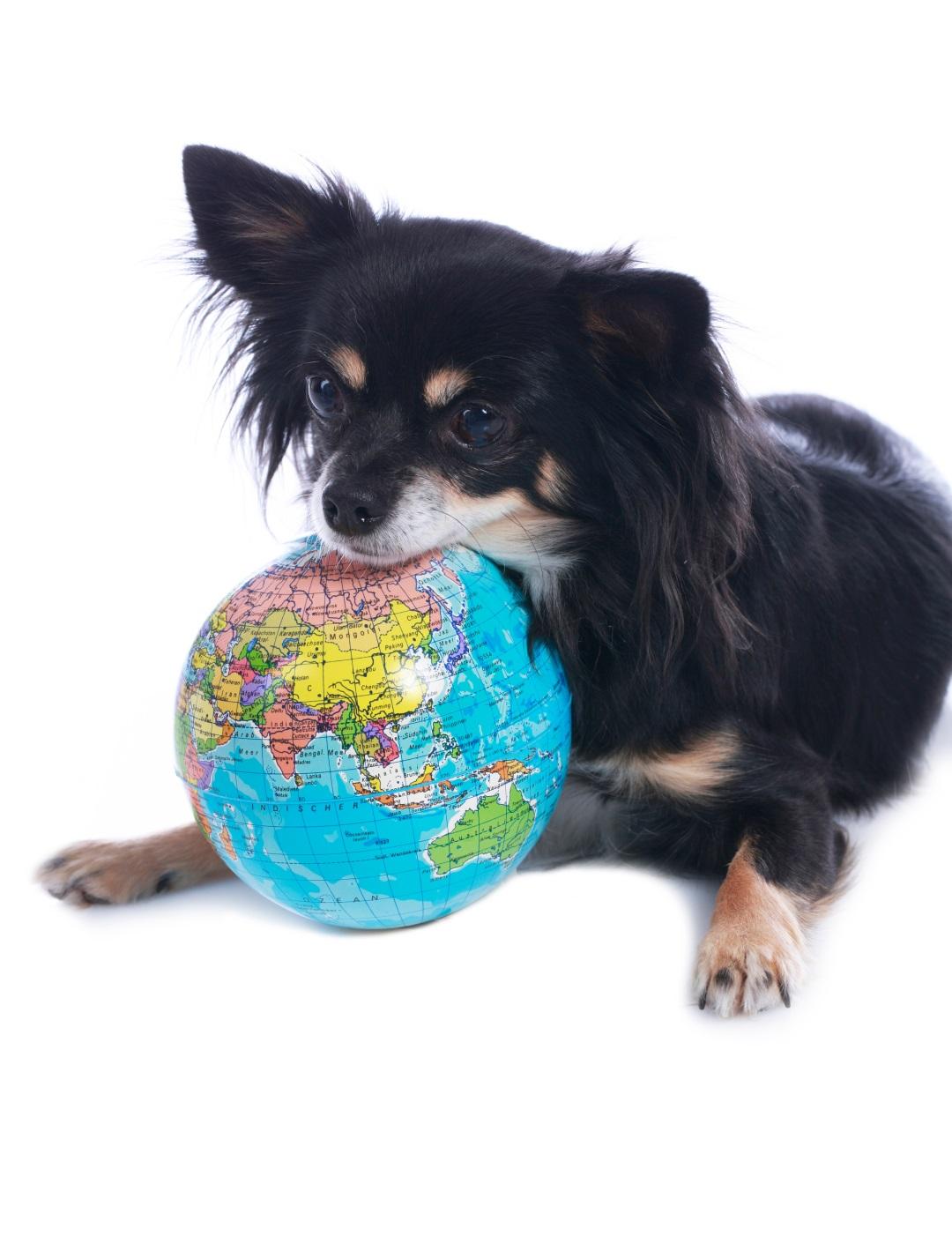 Chihuahua dog with globe isolated