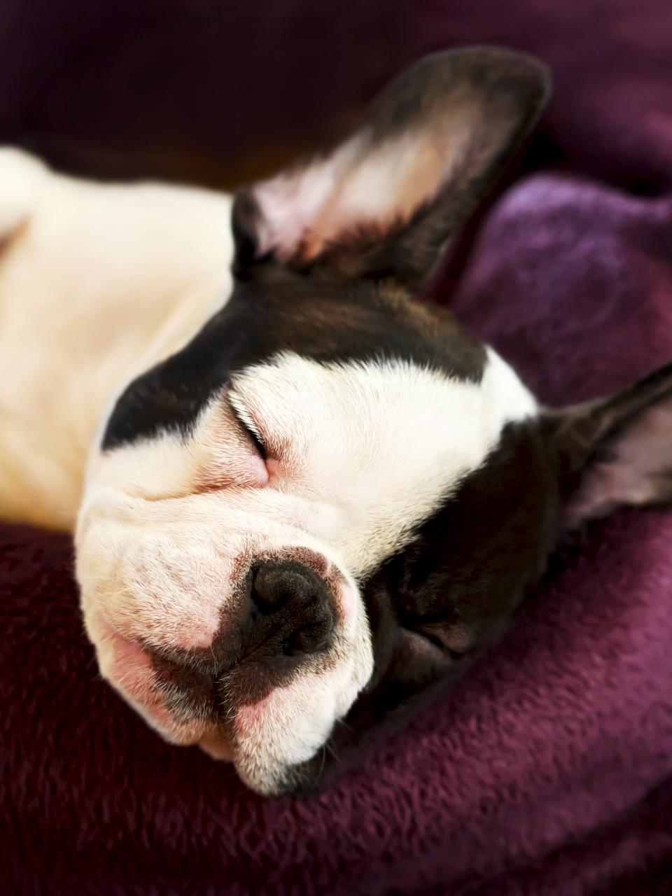 cute little dog sleeps in bed