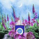 Digitalis bottle in misty green botanical editorial artwork