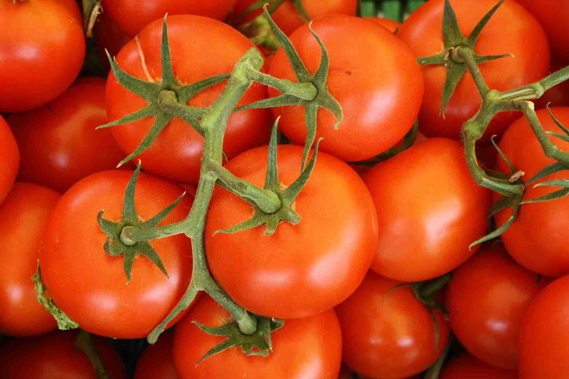 nightshade-tomatoes