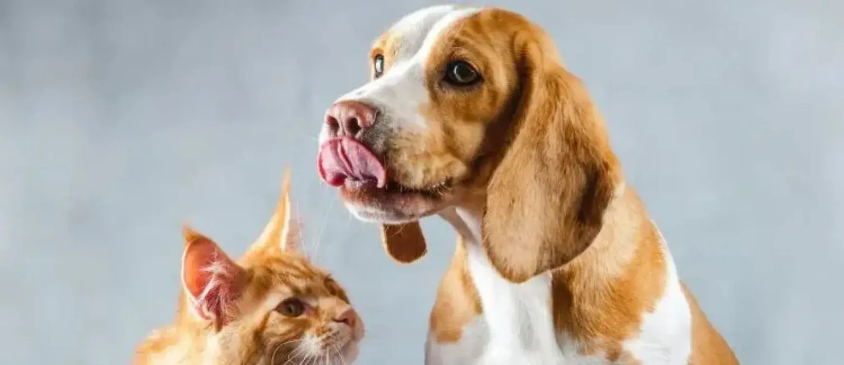 A dog and a cat are gazing at each other, showcasing a moment of curiosity and interaction between the two animals.