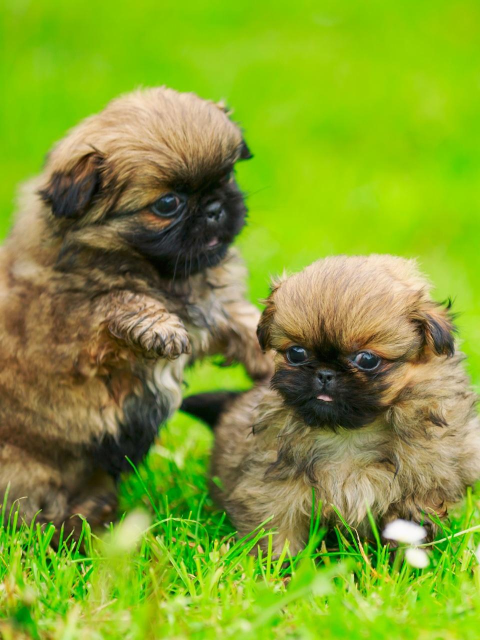 Pekingese dog