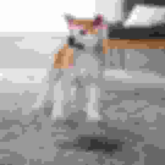 Why does my dog pee on carpet and How to stop It Potty Buddy Potty