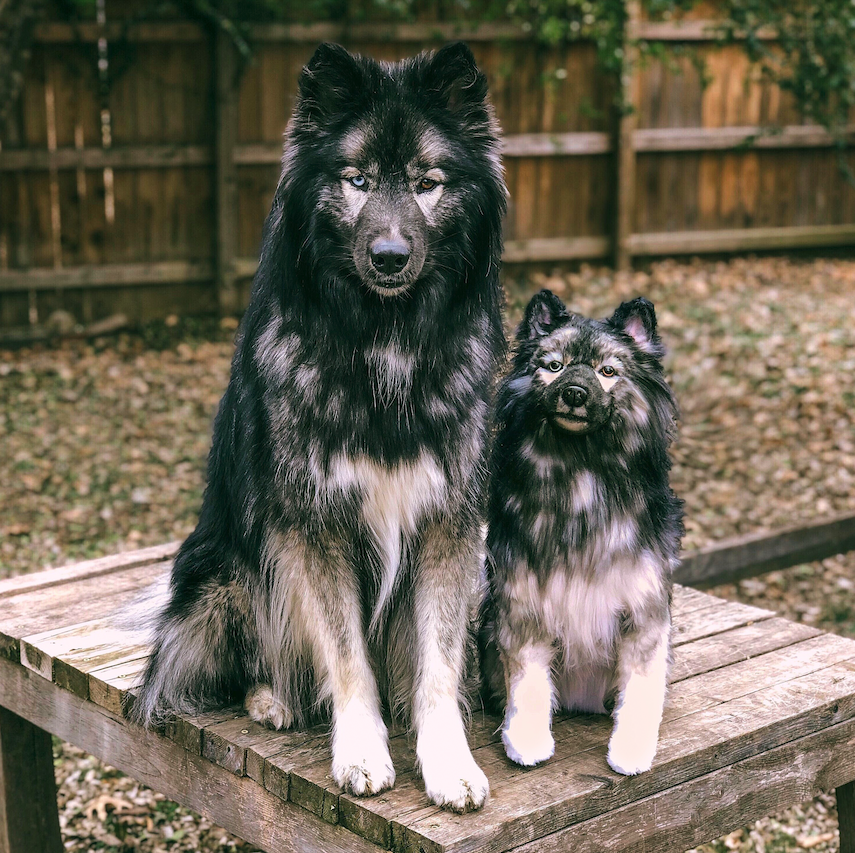 Siberian Husky Black Plush Clone