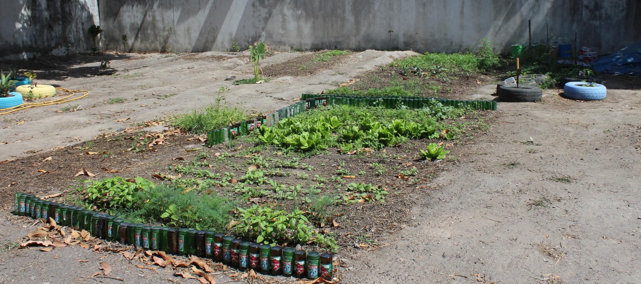 Our community garden after 4 weeks