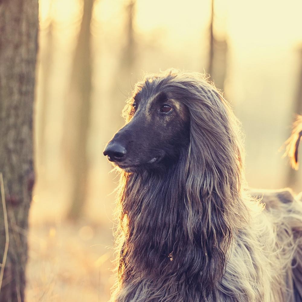 Afghan Hound