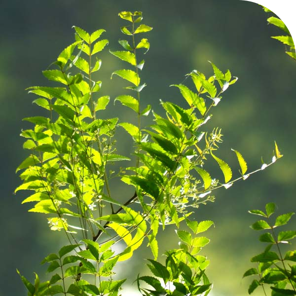 NEEM LEAVES - Mobile