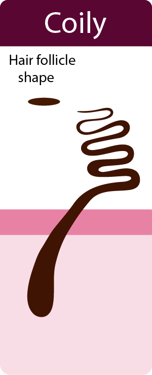 Coily hair follicle