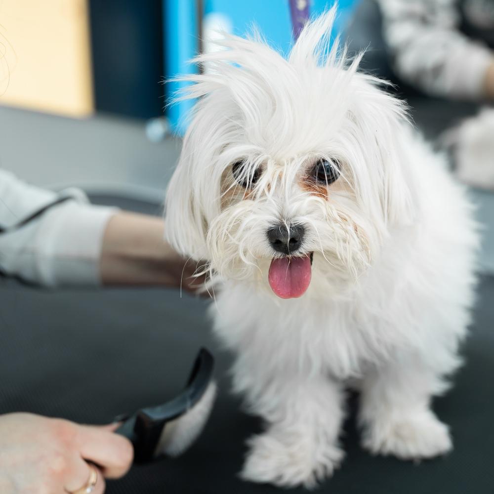 Groomed Havanese dog