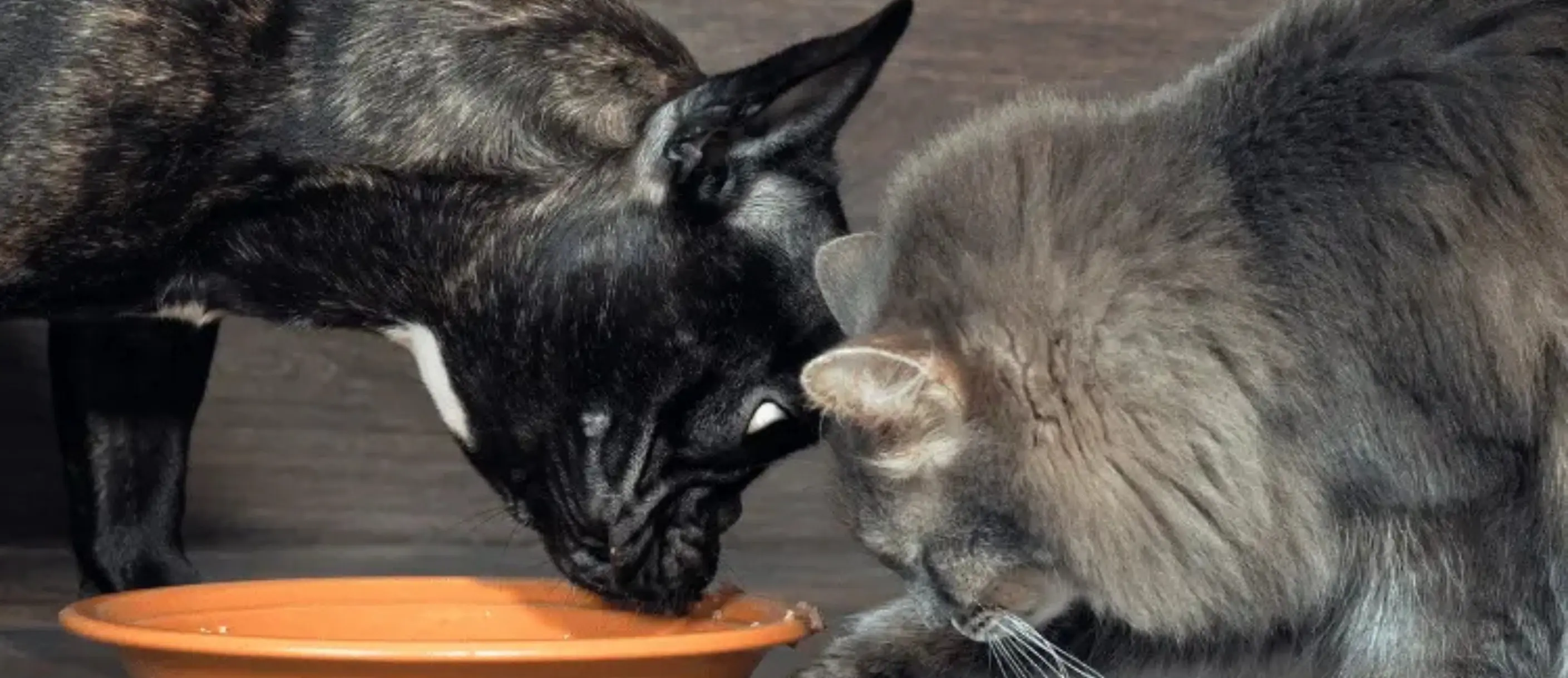 A black dog and a grey cat eating from a shared bowl, both appearing content and engaged in their meal.