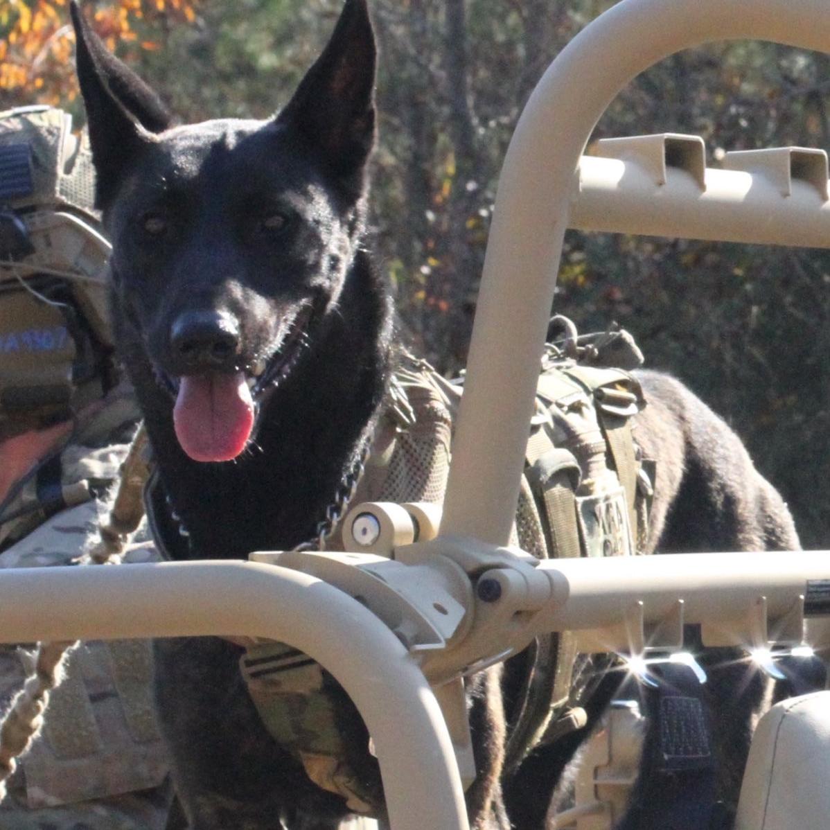 k9 yara in her work vest