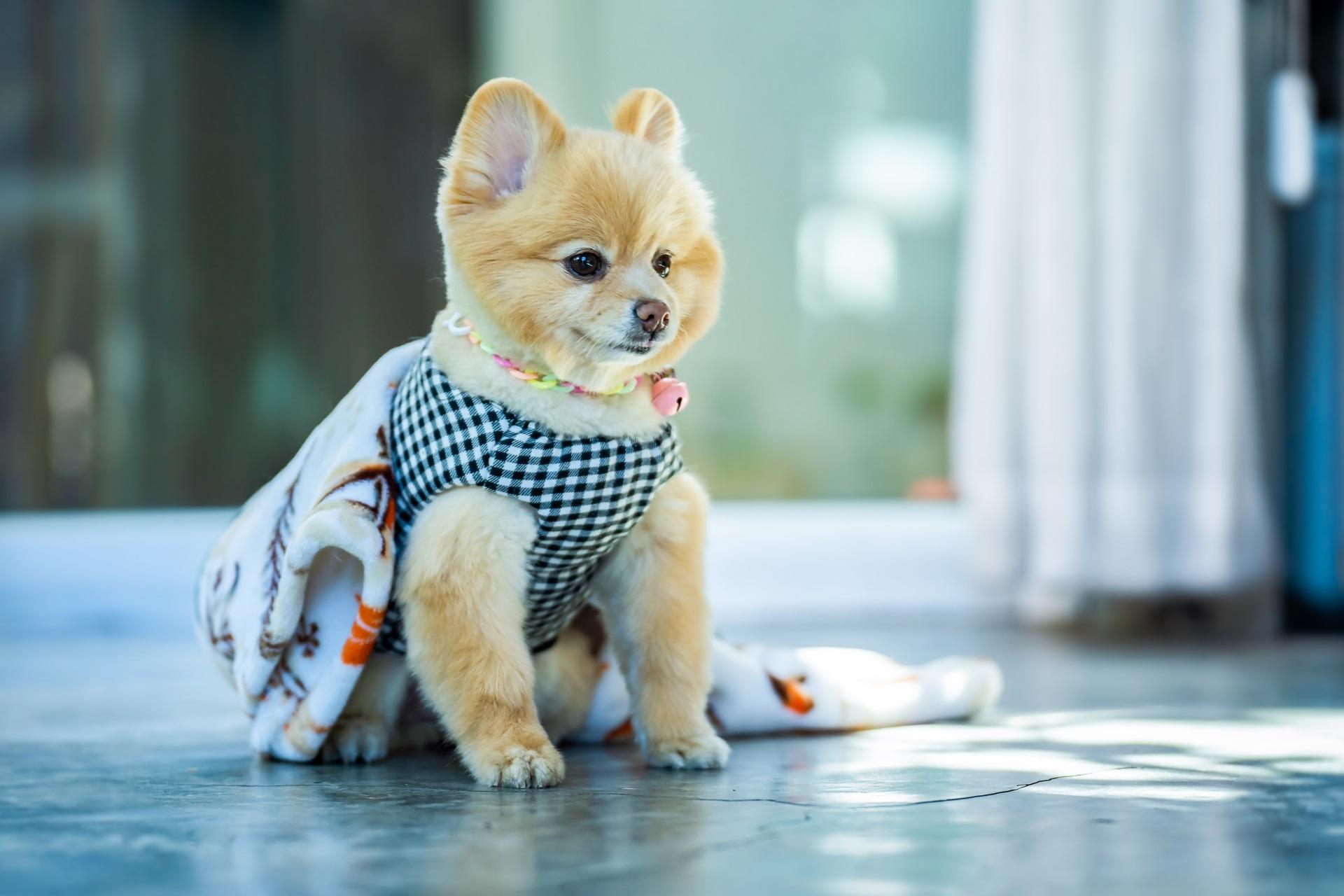 Pomeranian spitz resting on floor