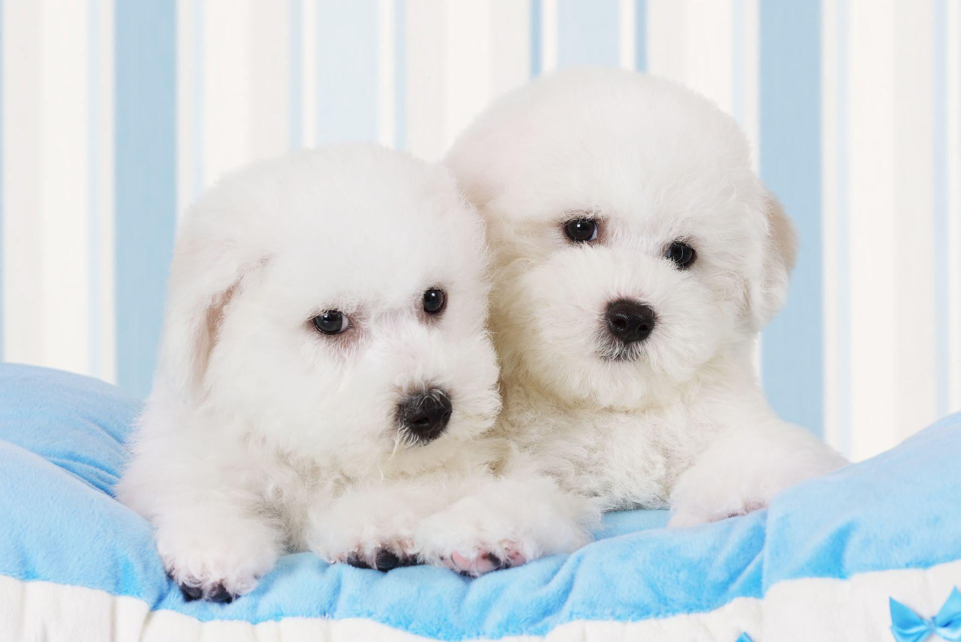 Bichon Frise puppies