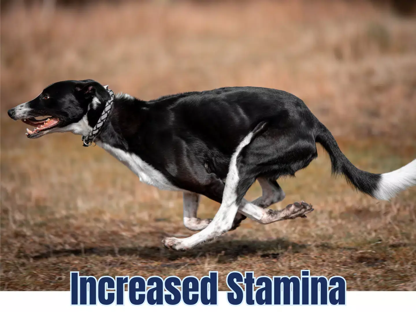 Selvita Canine Increased Stamina