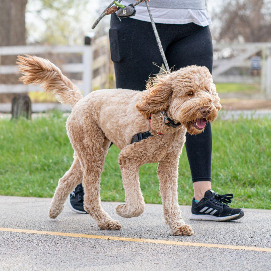 Dog on walk