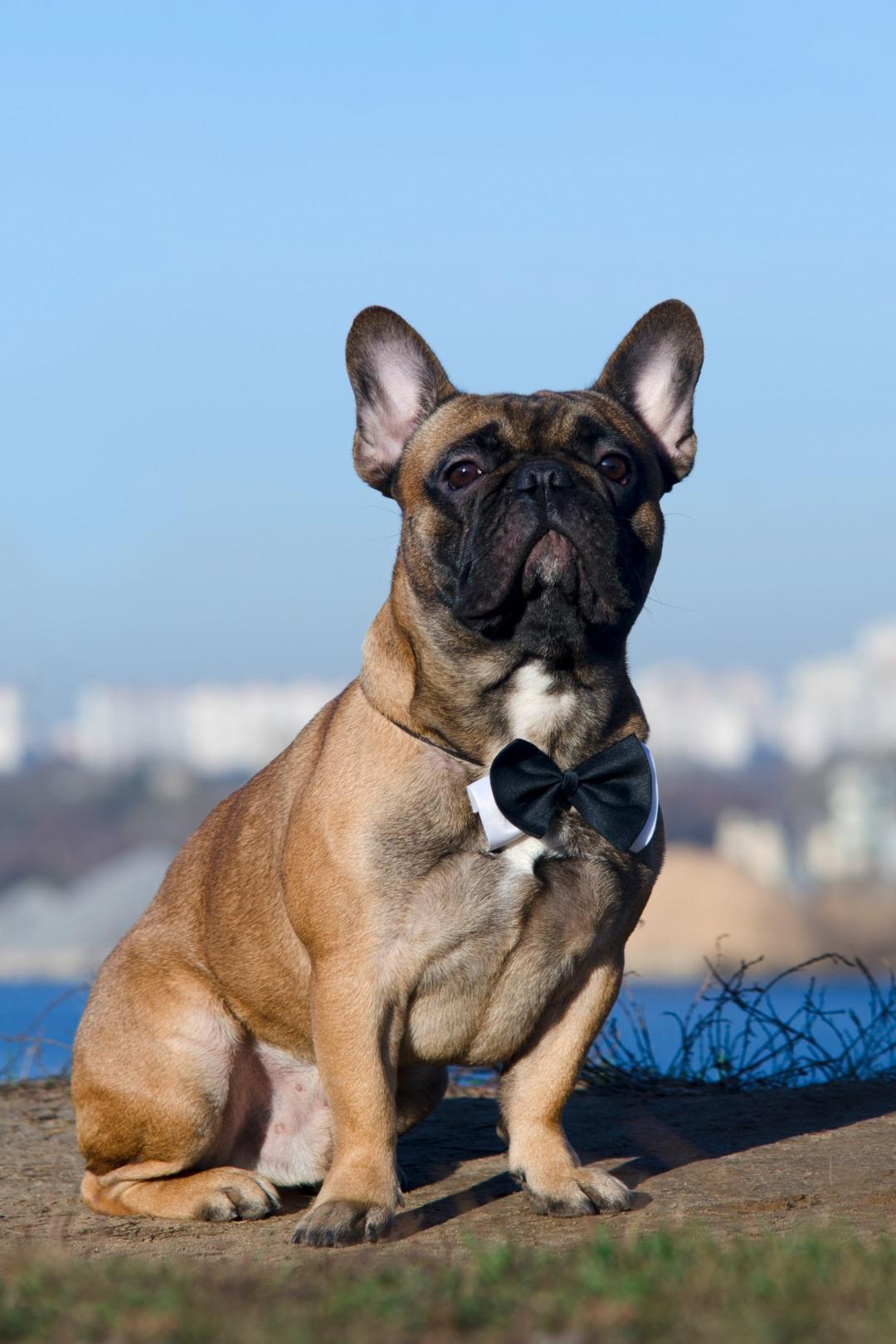 Beautiful elegant dog of French Bulldog breed wearing black and white bow-tie