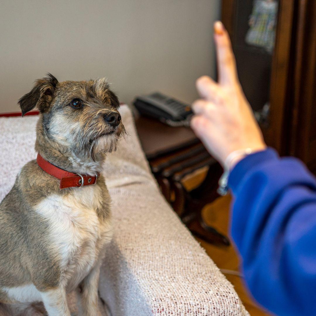 Small dog takes command from owner