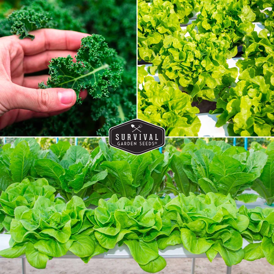 Kale and lettuce for hydroponic systems