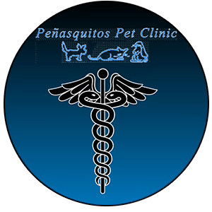 K9 Field Veterinary Study