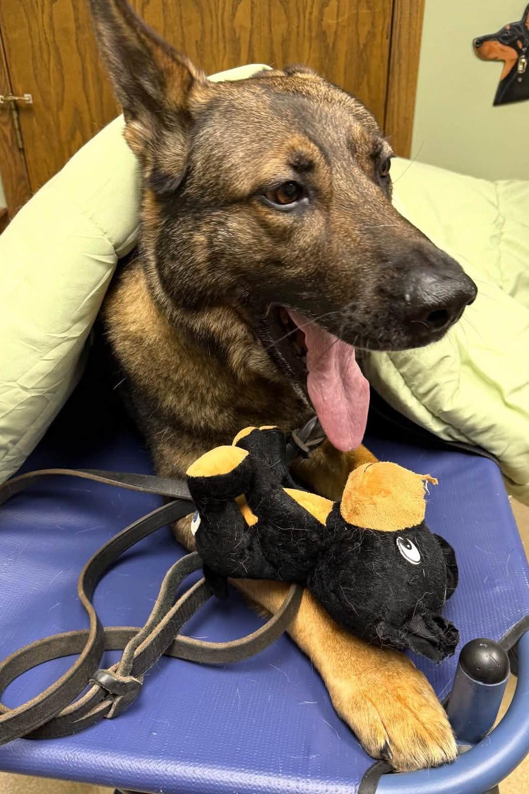 k9 tango with his toy at the vet