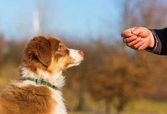 DOG GETTING FED SUPPLEMENT