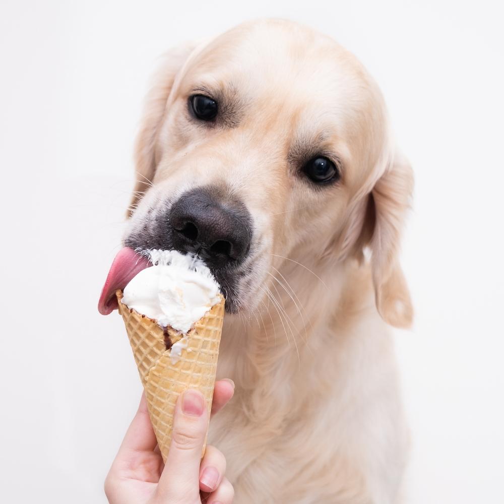 The Golden Retriever eats a waffle cone during the hot season.