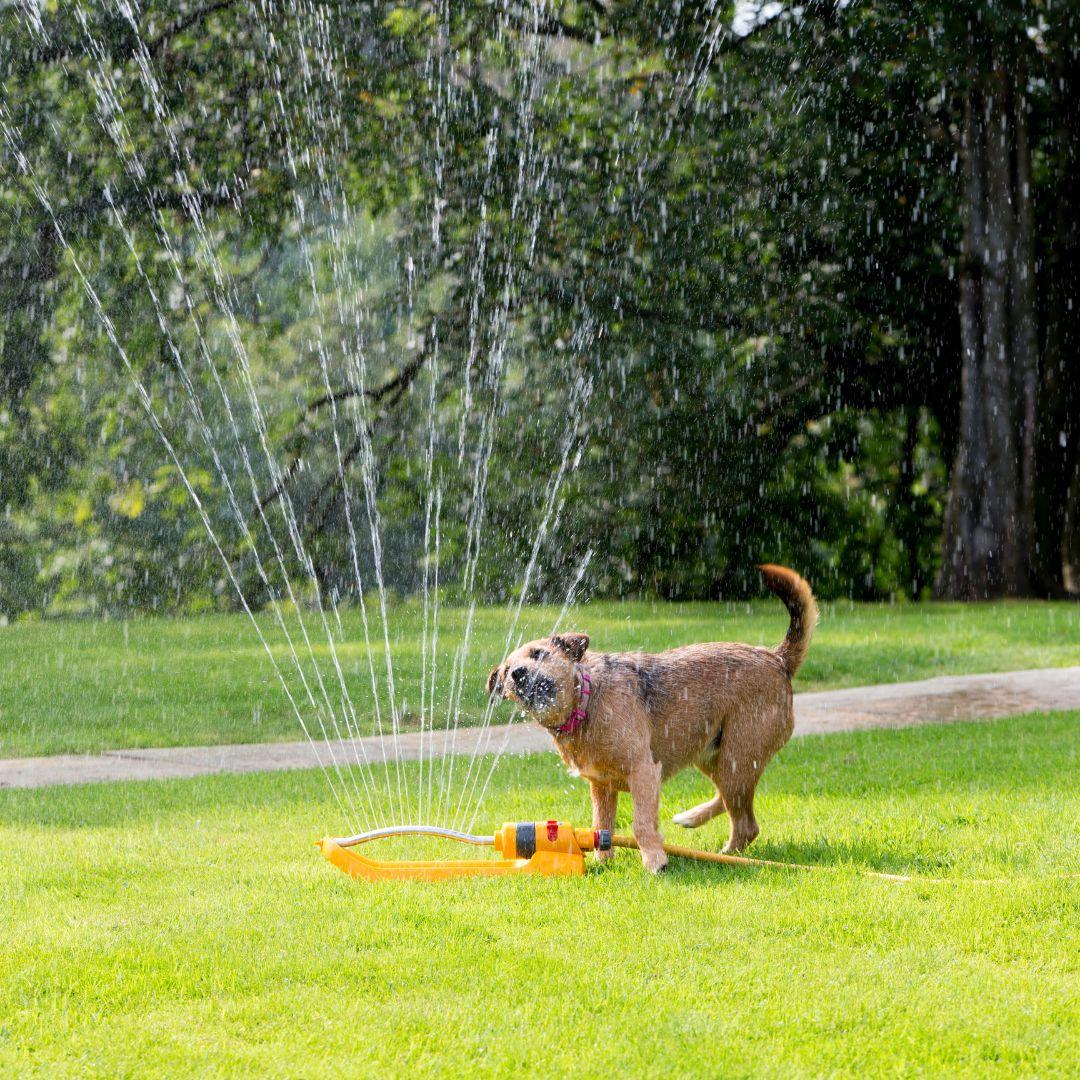 Dog with garden sprinkler